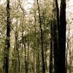 Aurora Forrest : Tribulation